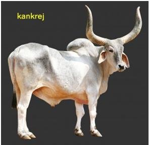 indian cow breeds for milk